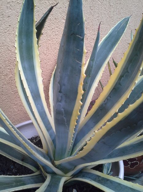  - agave colectie proprie