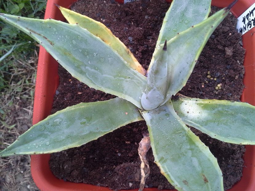 Agave americana cv marginata pallida - agave colectie proprie