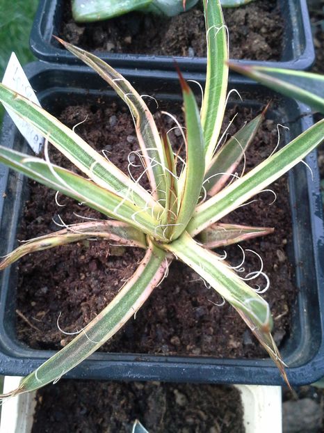 agave leopoldii marginata