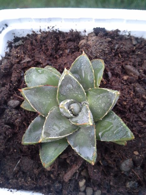 agave filifera compacta