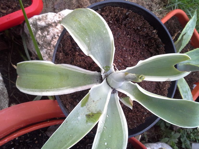 agave attenuata ray of light