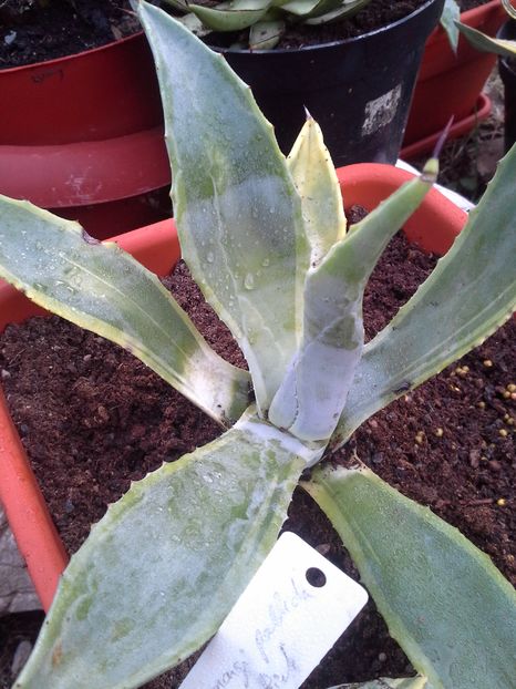  - agave colectie proprie