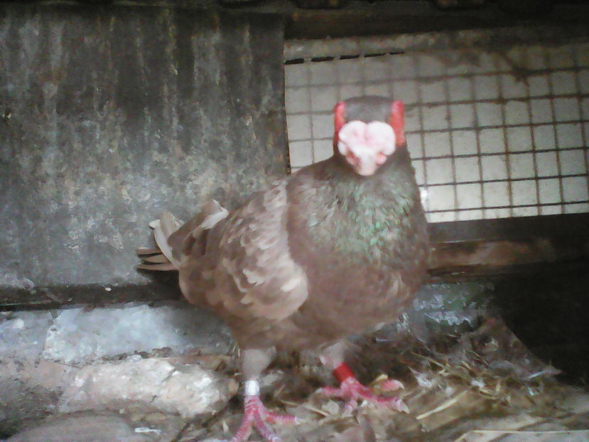  - B E R B E R I  ---    BARBS  PIGEONS