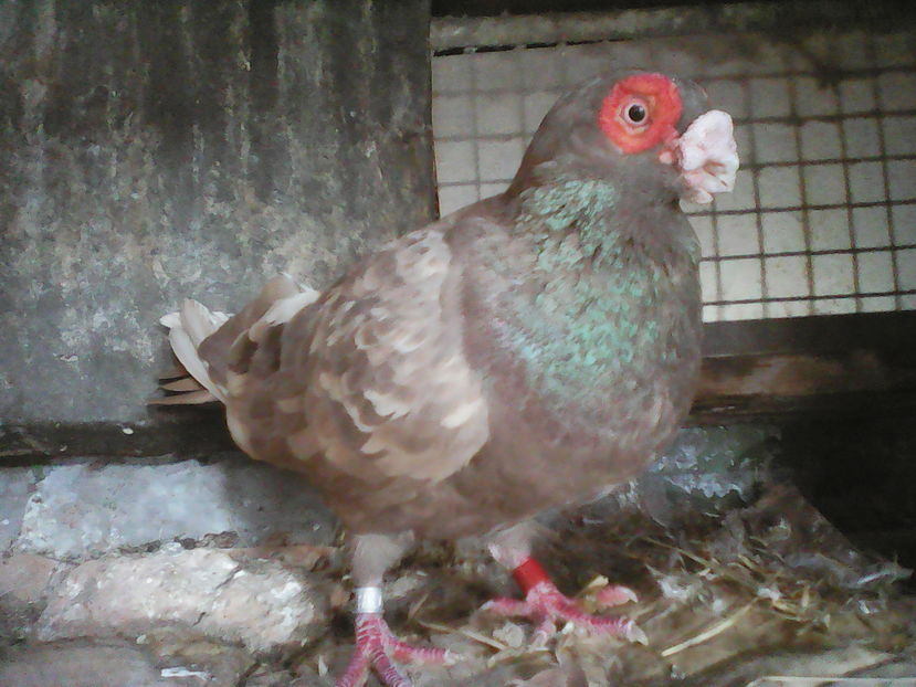  - B E R B E R I  ---    BARBS  PIGEONS