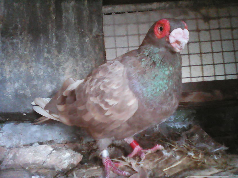  - B E R B E R I  ---    BARBS  PIGEONS