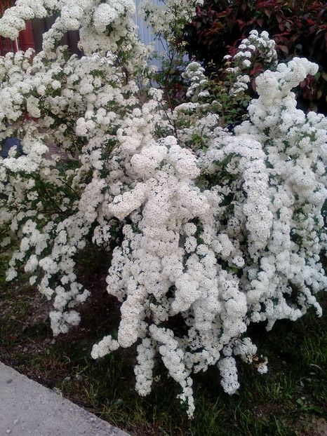 image - Gradina 2016