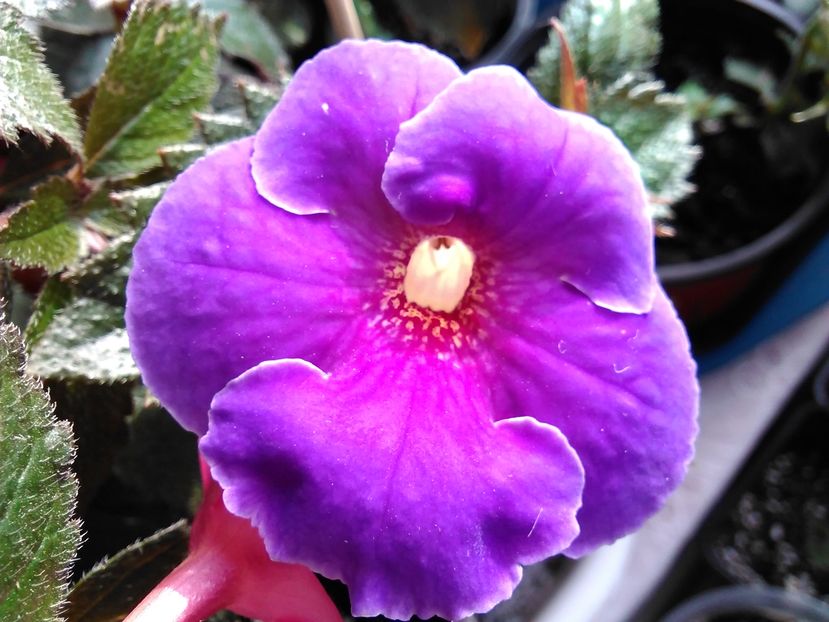 arletta blue - achimenes 2016