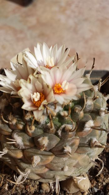 Turbinicarpus - Spini si flori 2016