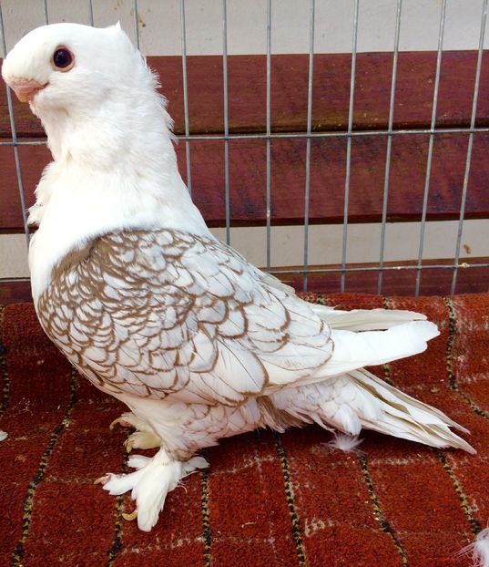 Femela - SATINETI VANDUTI