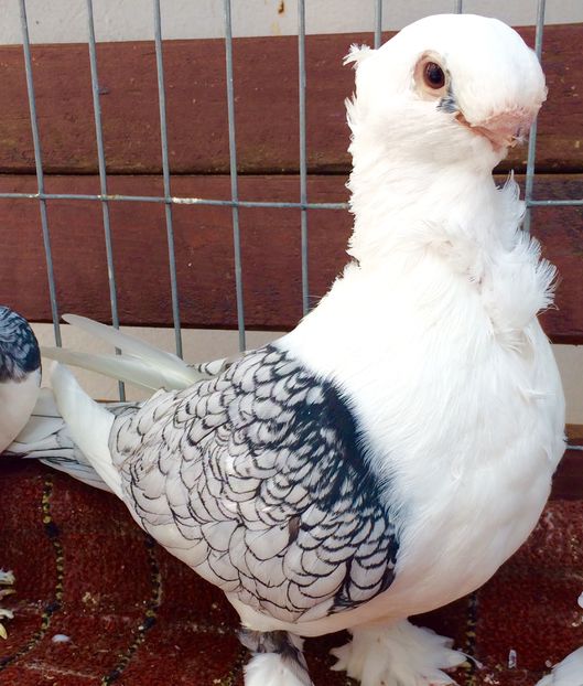 Mascul - SATINETI VANDUTI