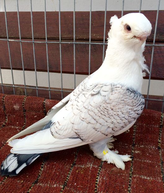 Mascul - SATINETI VANDUTI