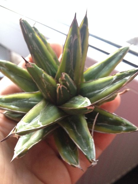 Agava victoria reginae kizan