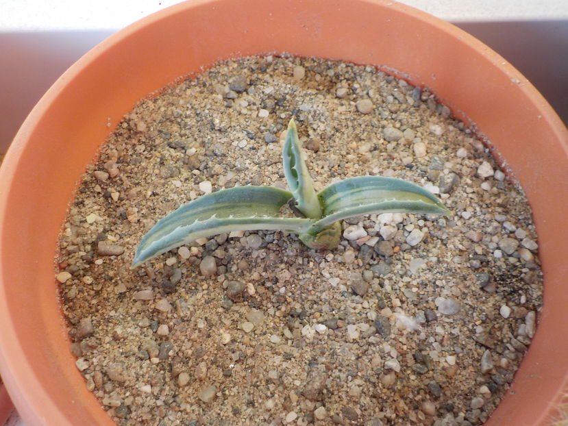 agava striata - Genul Agave