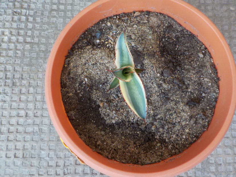 agava quadricolor - Genul Agave