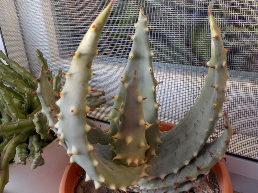 aloe aculeata pierduta