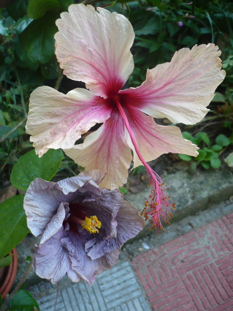 P1300242
