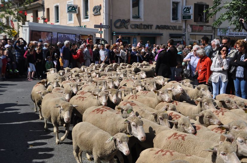 Oitele prin oras-7ghh