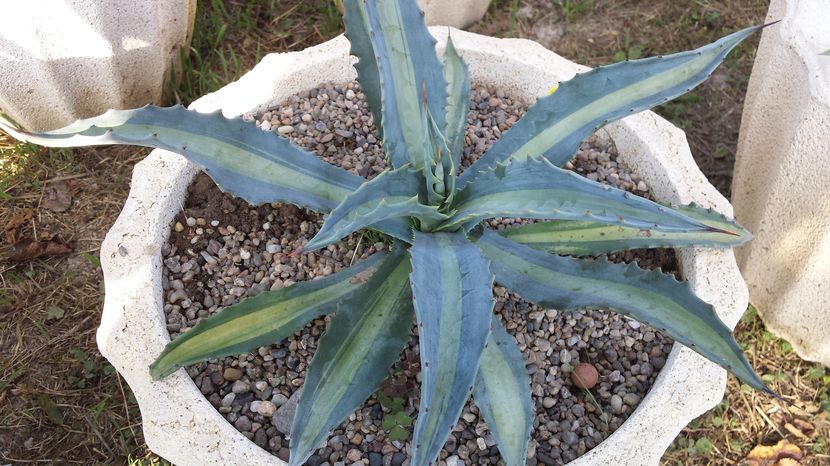 Agave Protoamericana Mediopicta Lemon Lime - Agave Americana