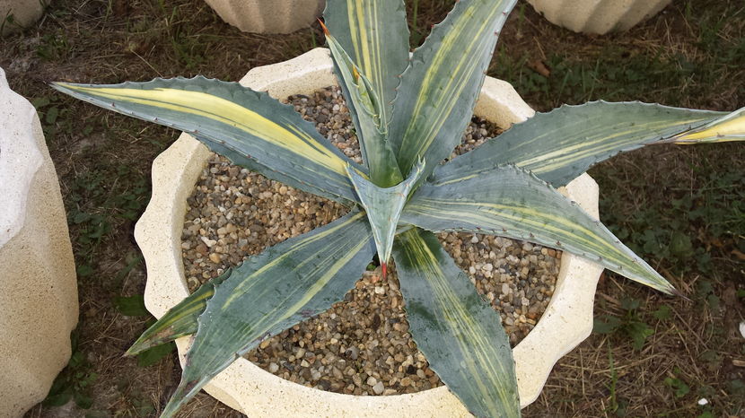 Agave americana striata - Agave Americana