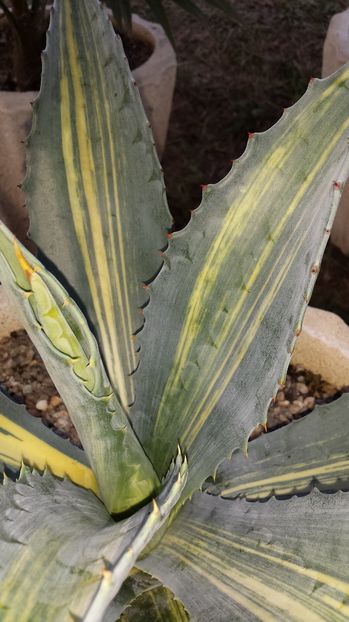 Agave americana striata