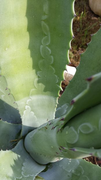 Agave americana