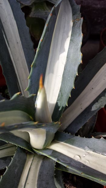 Agave americana mediopicta alba