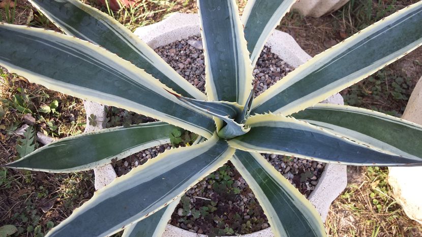 Agave americana white yellow marginata