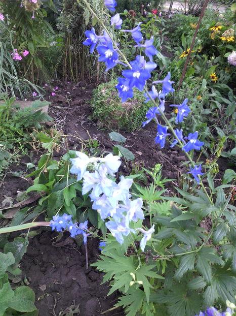  - 01-Flori din curtea mea 2016