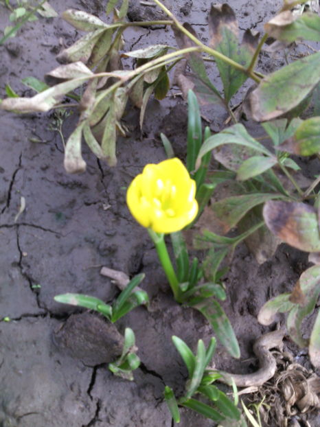  - 01-Flori din curtea mea 2016