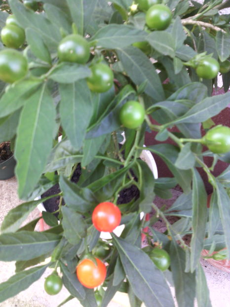  - 01-Flori din curtea mea 2016