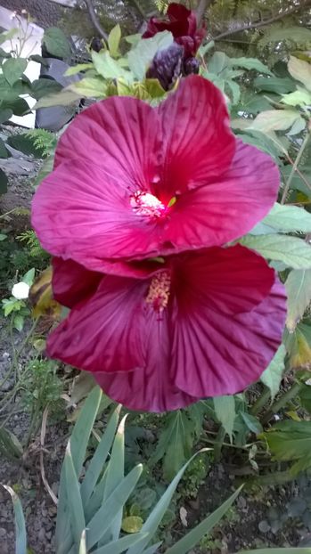 Summerific in octombrie - 2016 Hibiscus de gradina