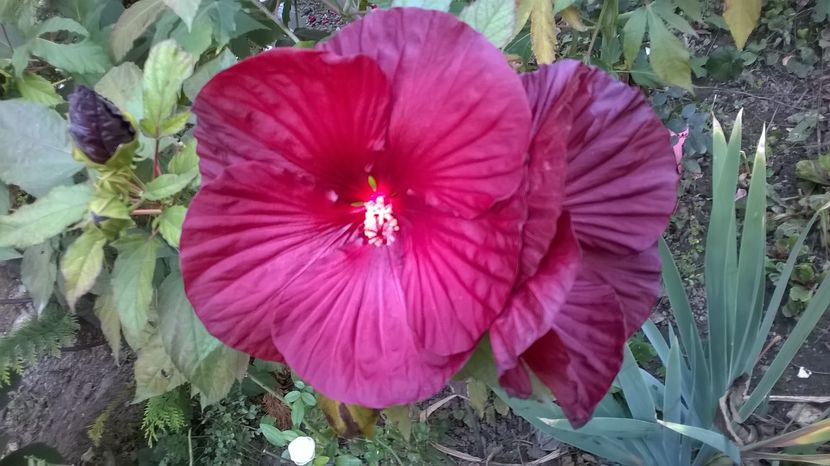  - 2016 Hibiscus de gradina