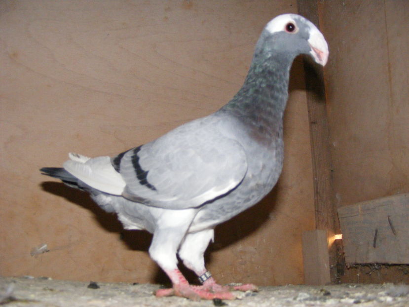 F 2016 vinduta oct.2016