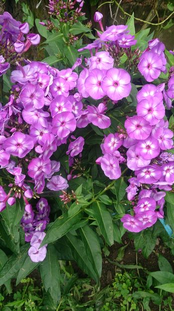 Phlox achiziție Germania - Florile mele 2016