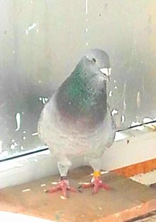 MASCUL-2016 - PENTRU CRESCATORII CARE SE RESPECTA