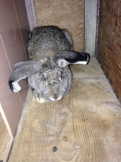 image - X Iepurii mei 2016 X