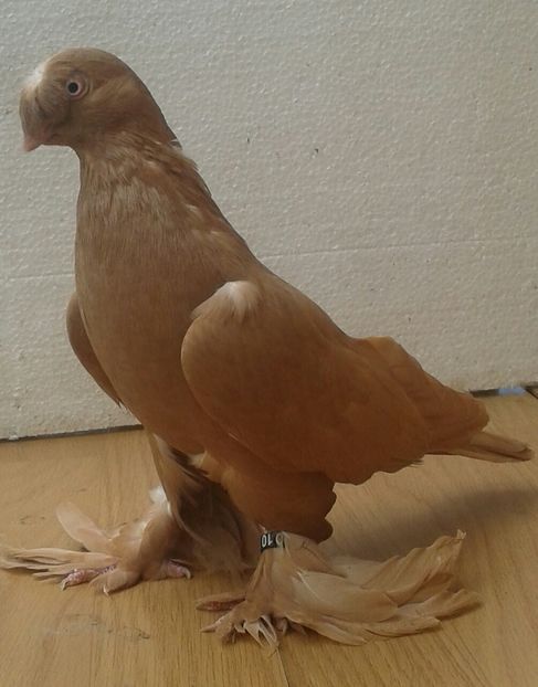 18 .; Mama linie galbeni .Tata linie argintii.Bunic campion 2012 la Leipzig si bunica campioana in 2013 RSR si in2015 campioana in Spania la Iosif Varga .
