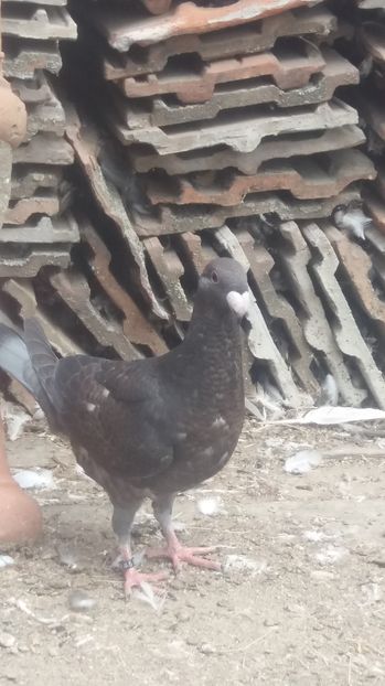  - Porumbei de vanzare 2016