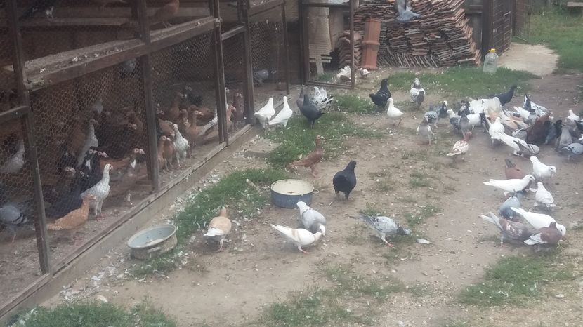  - Porumbei de vanzare 2016