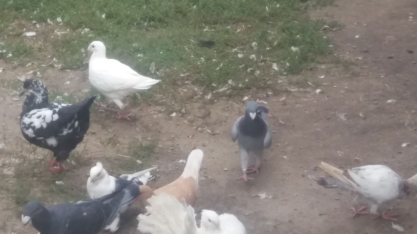  - Porumbei de vanzare 2016