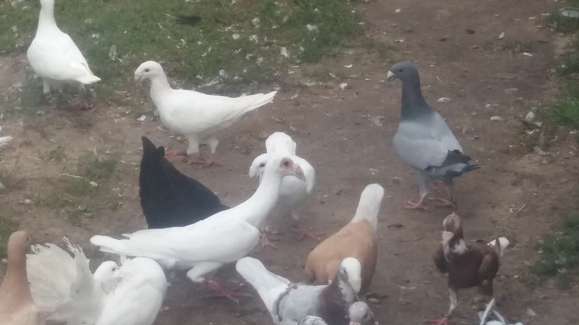  - Porumbei de vanzare 2016