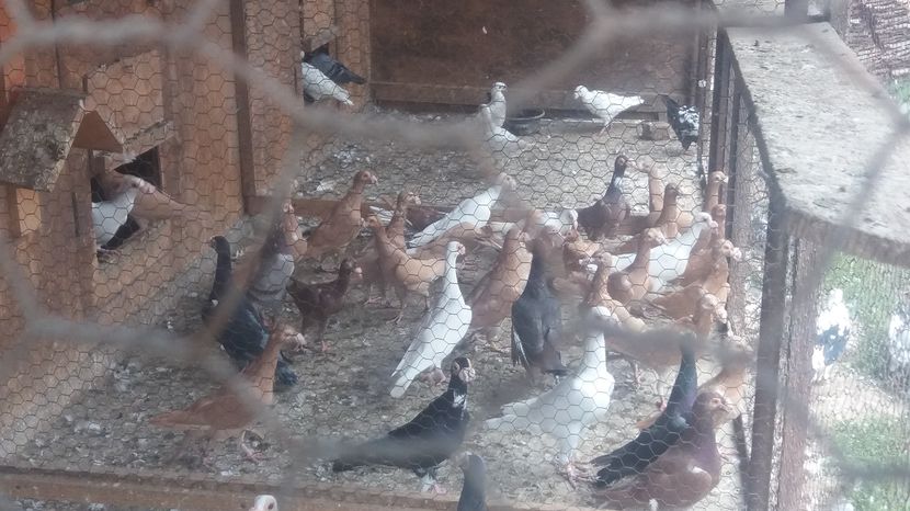  - Porumbei de vanzare 2016