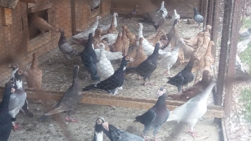  - Porumbei de vanzare 2016