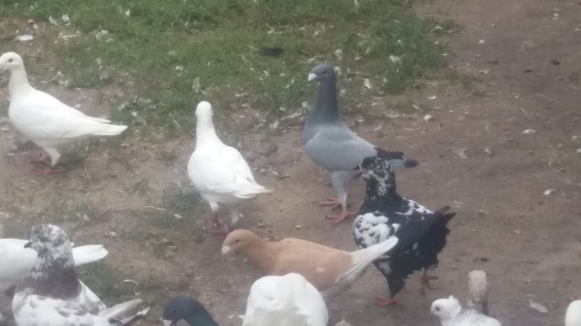  - Porumbei de vanzare 2016
