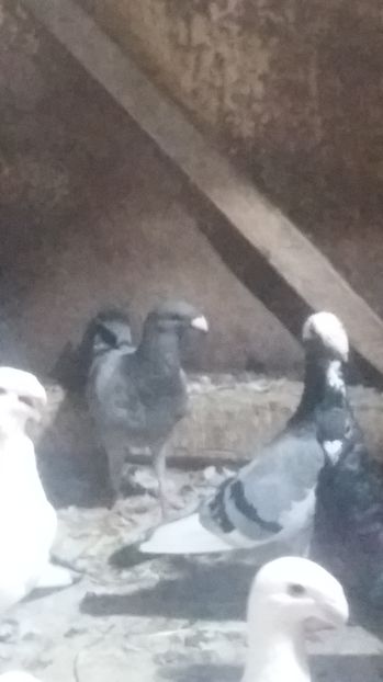  - Porumbei de vanzare 2016