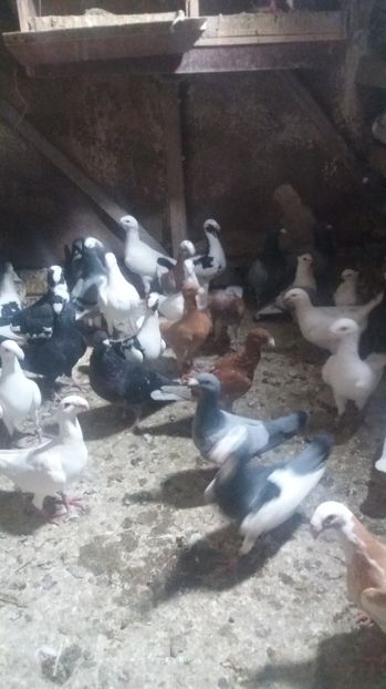  - Porumbei de vanzare 2016