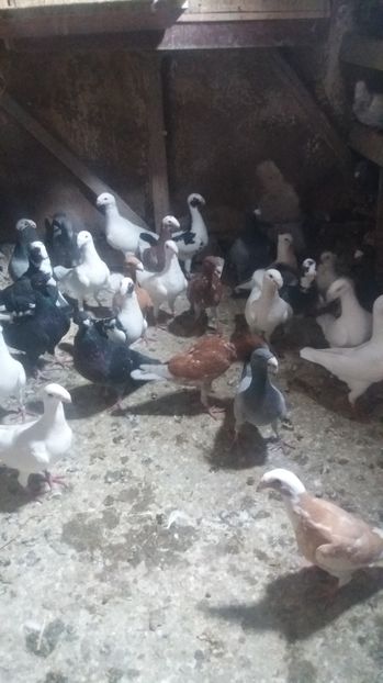  - Porumbei de vanzare 2016