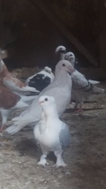  - Porumbei de vanzare 2016