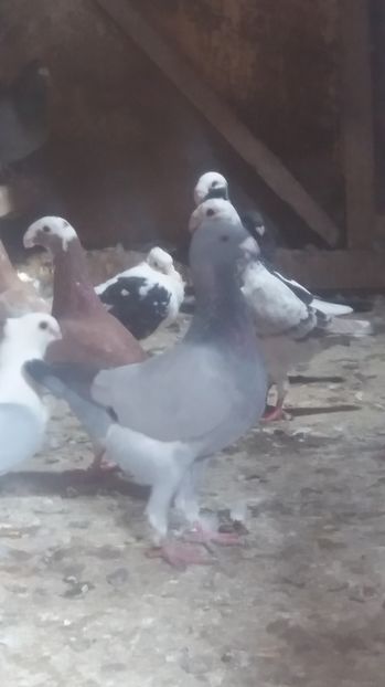  - Porumbei de vanzare 2016