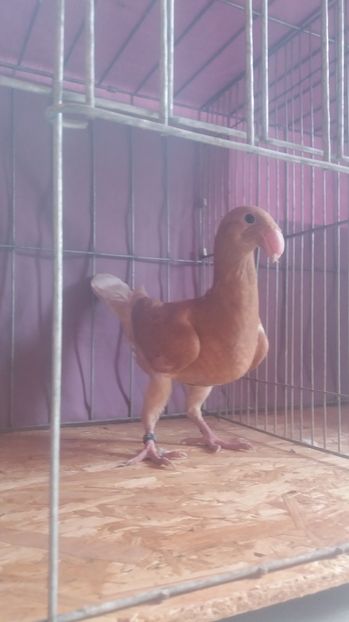  - Porumbei de vanzare 2016